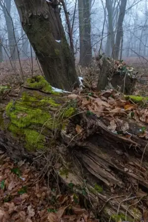 Pombal interdita acesso ao Castelo e áreas circundantes por risco de queda de árvores